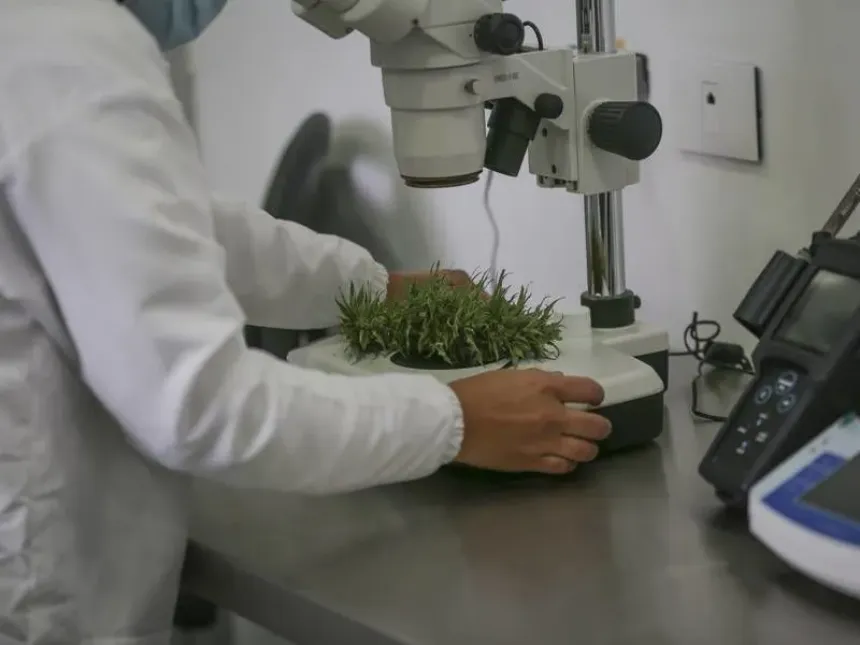 ¿Cuáles son los productos y equipos más utilizados para Cannabis en el laboratorio?